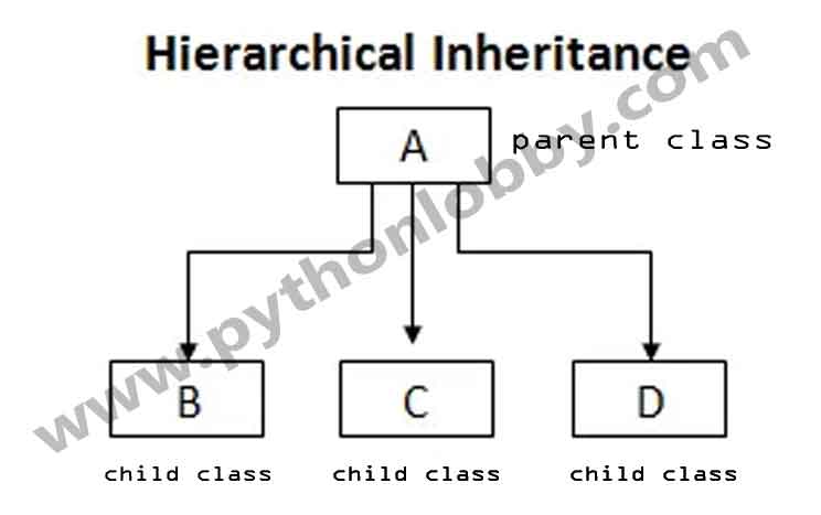 hierarchical-inheritance-in-python-programming